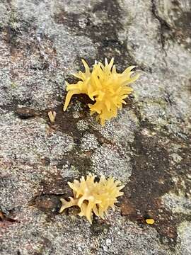 Image of Calocera cornea (Batsch) Fr. 1827