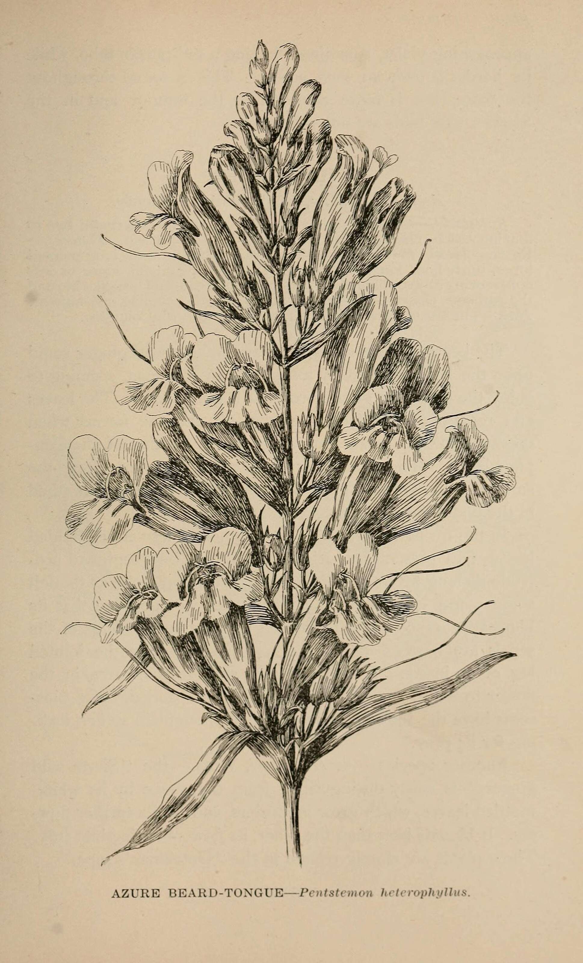 Image of bunchleaf penstemon