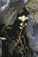 Image of Livelong Saxifrage