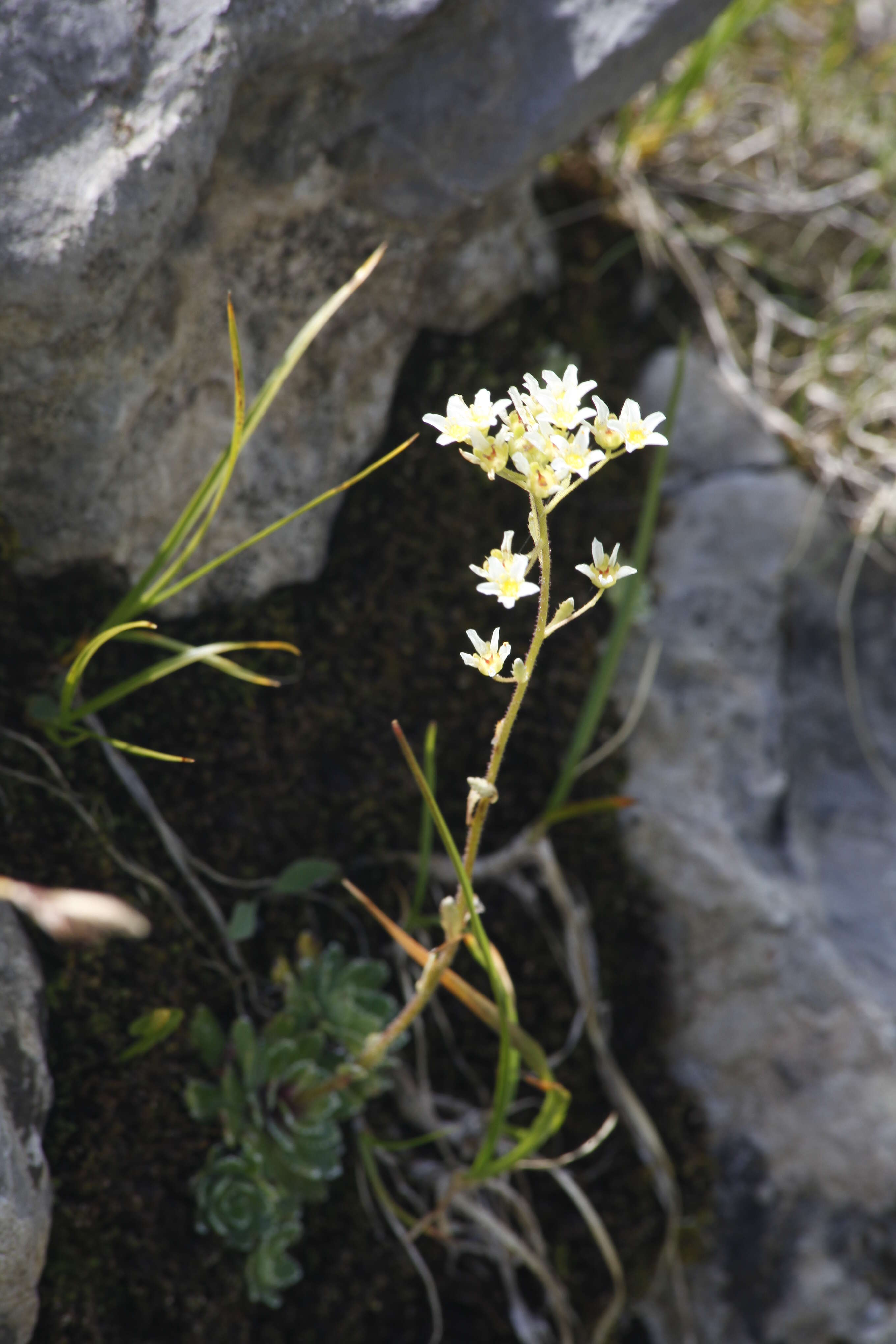 Image of Livelong Saxifrage