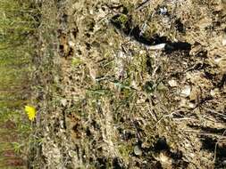 Image of narrowleaf hawksbeard