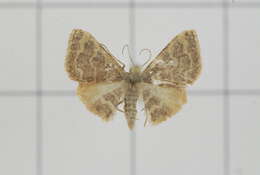 Image of Idaea purpurea Hampson 1891