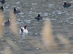 Image of shelduck, common shelduck