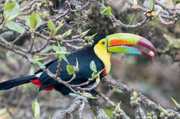 Image of Keel-billed Toucan