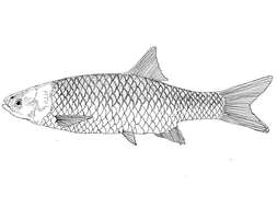 Sivun Mesopotamichthys kuva