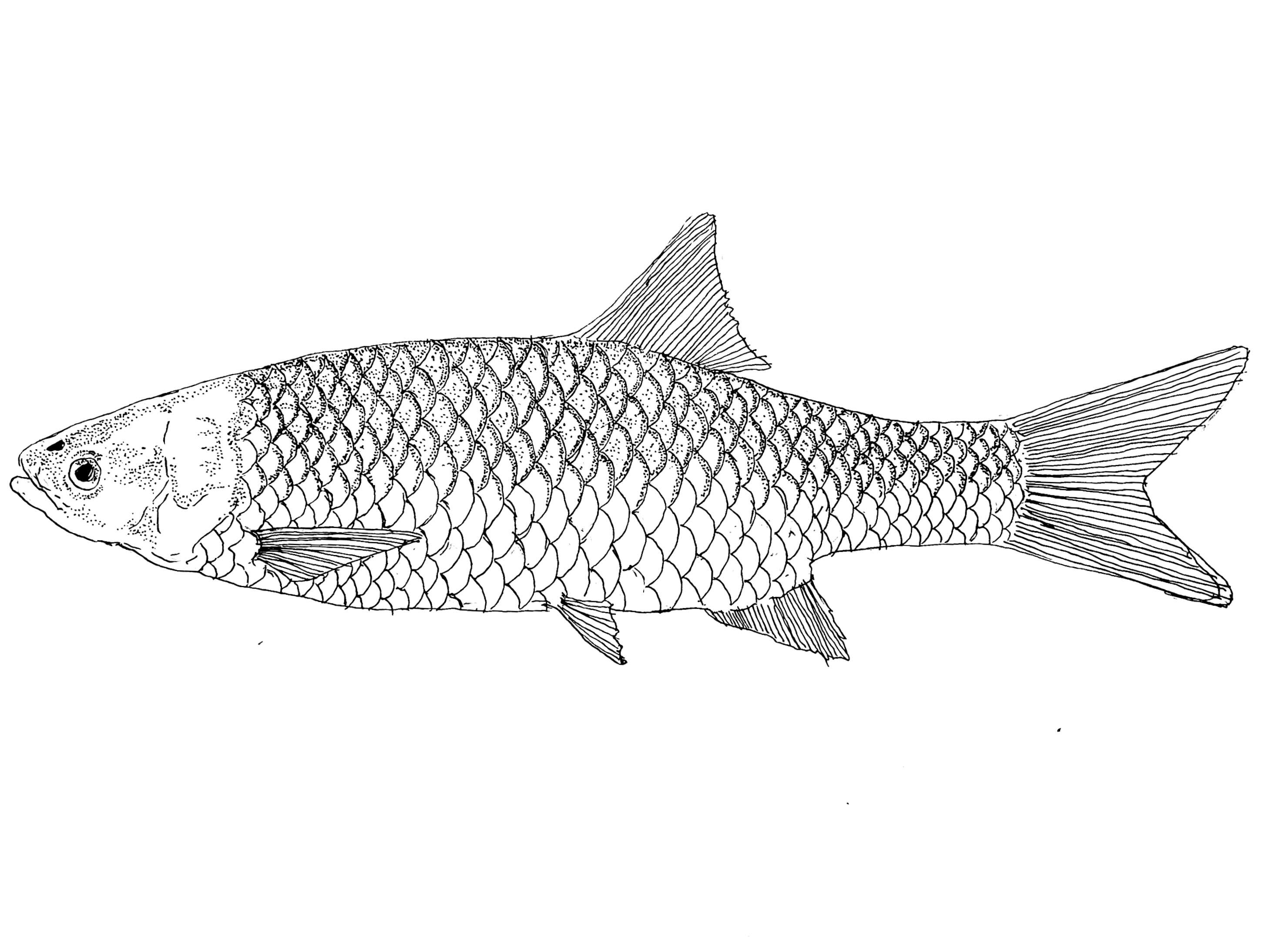 Sivun Mesopotamichthys kuva