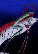 Image of oarfishes