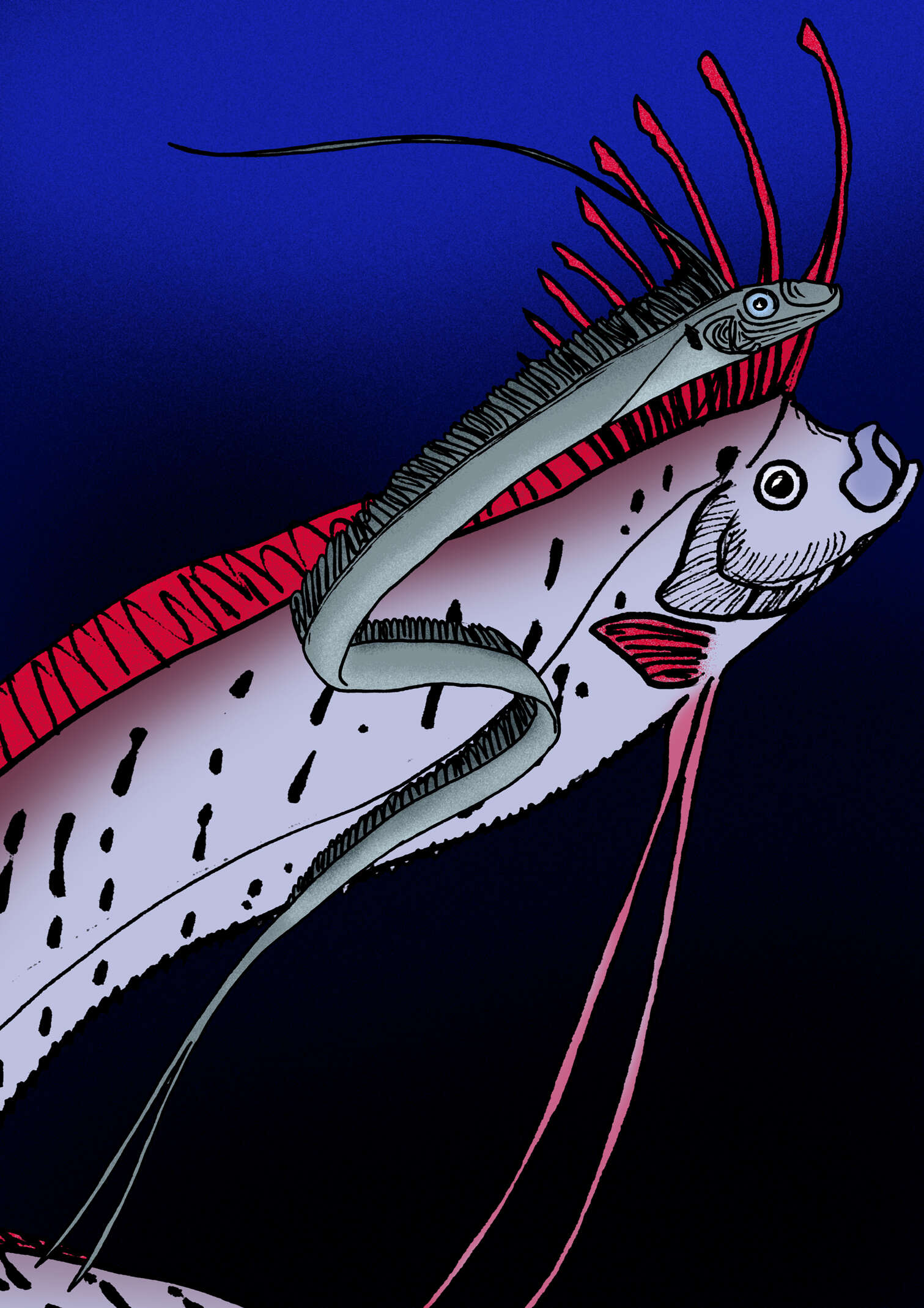 Image of oarfishes