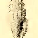Plancia ëd Hemilienardia notopyrrha (Melvill & Standen 1896)