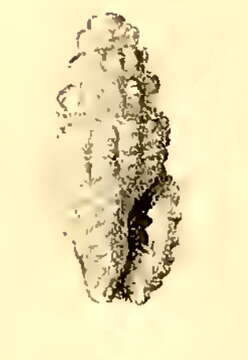 Image of Hemilienardia notopyrrha (Melvill & Standen 1896)