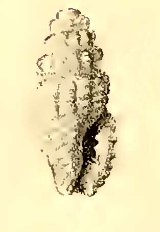 Image of Hemilienardia notopyrrha (Melvill & Standen 1896)