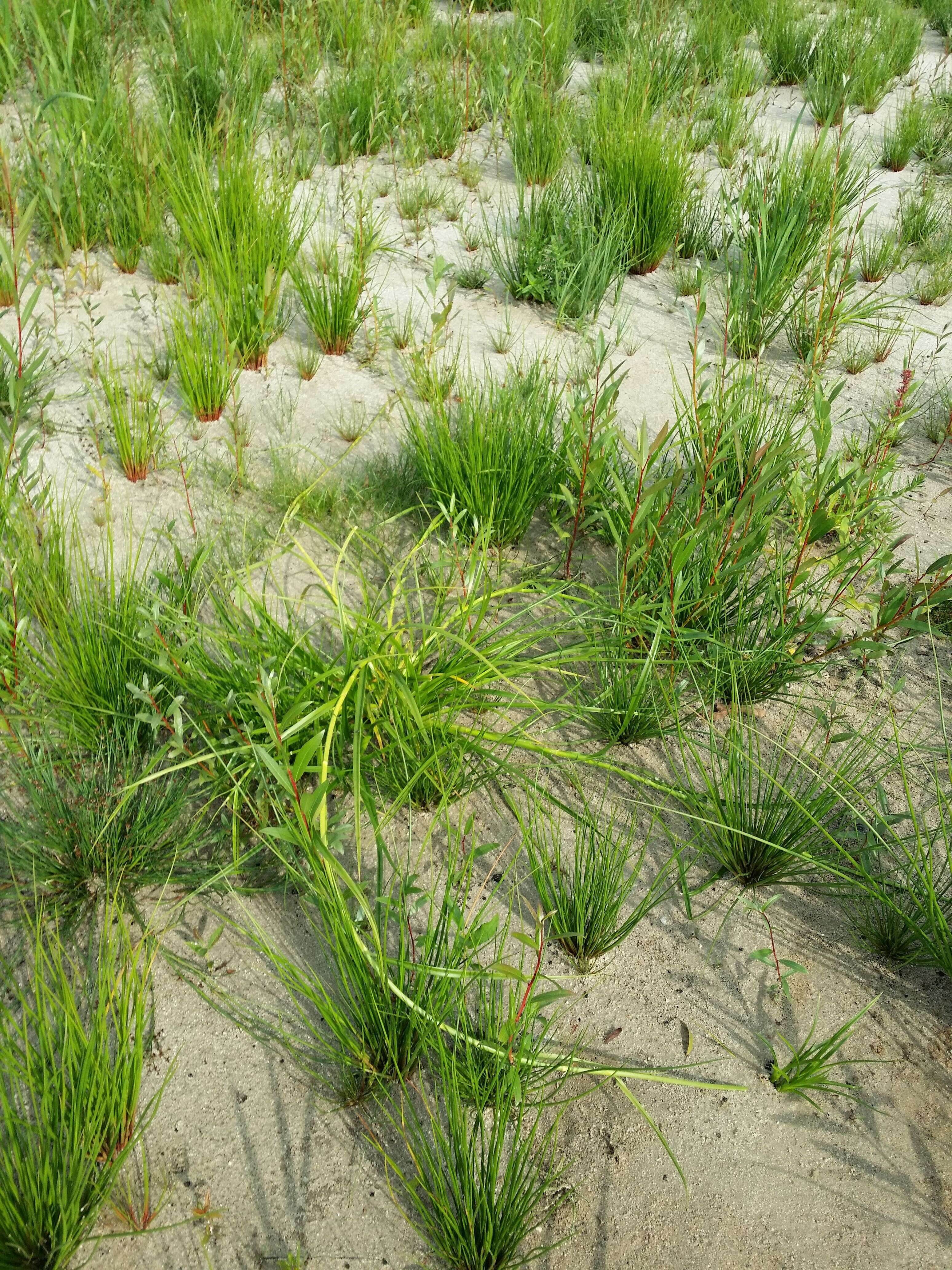 Image of Scirpus radicans Schkuhr