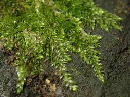 Image of hypnum moss