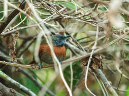 Image of Rufous-breasted Spinetail