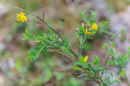 Imagem de Genista pilosa L.