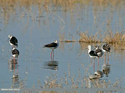 Image of Black-winged Stilt