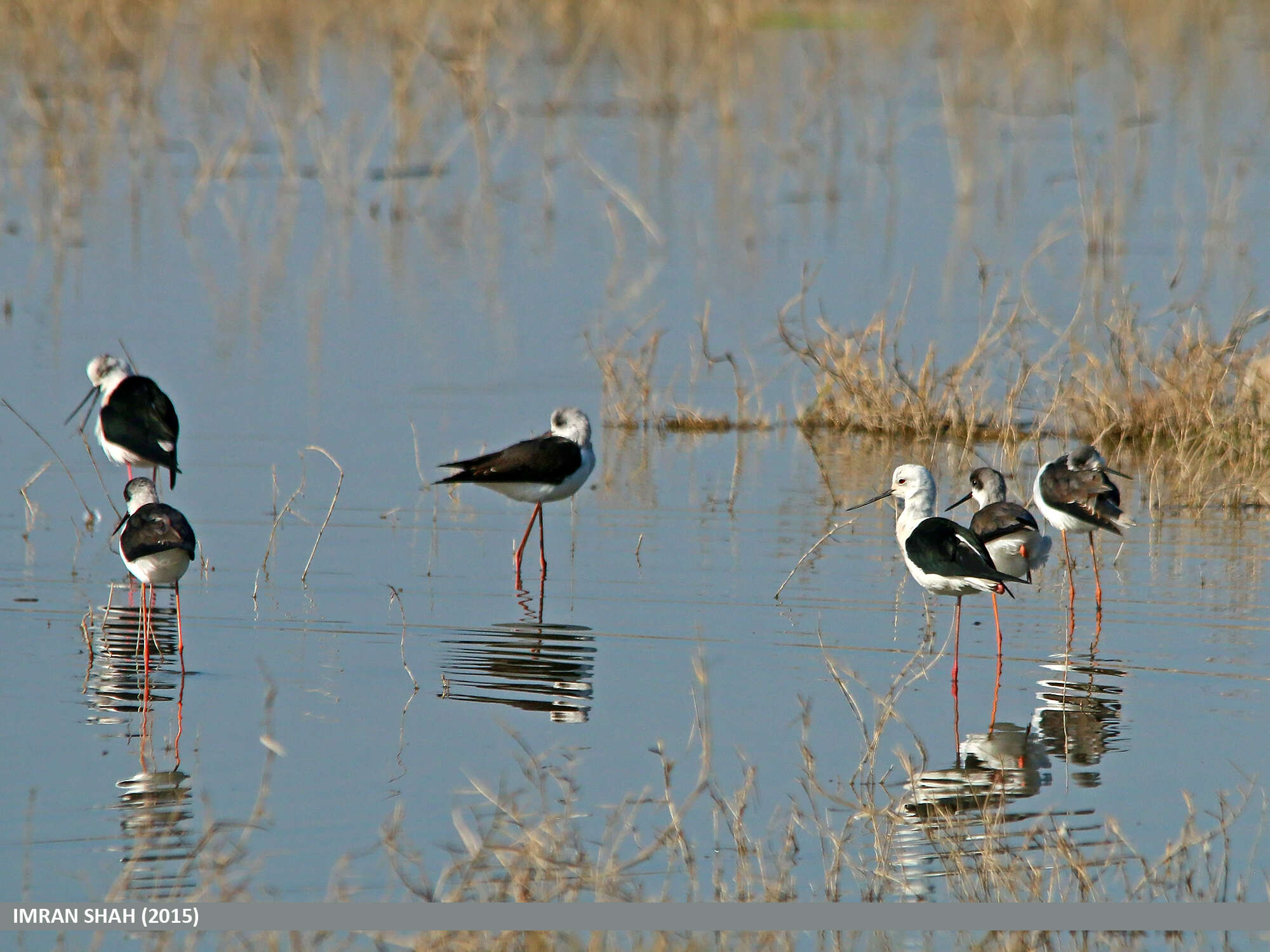 Image of Black-winged Stilt