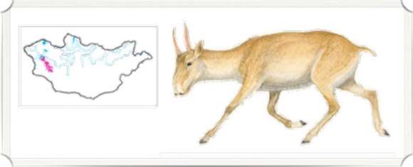 Image of Saigas