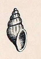 Image of Mangelia micropleura