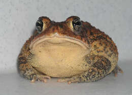 Image of Southern Toad