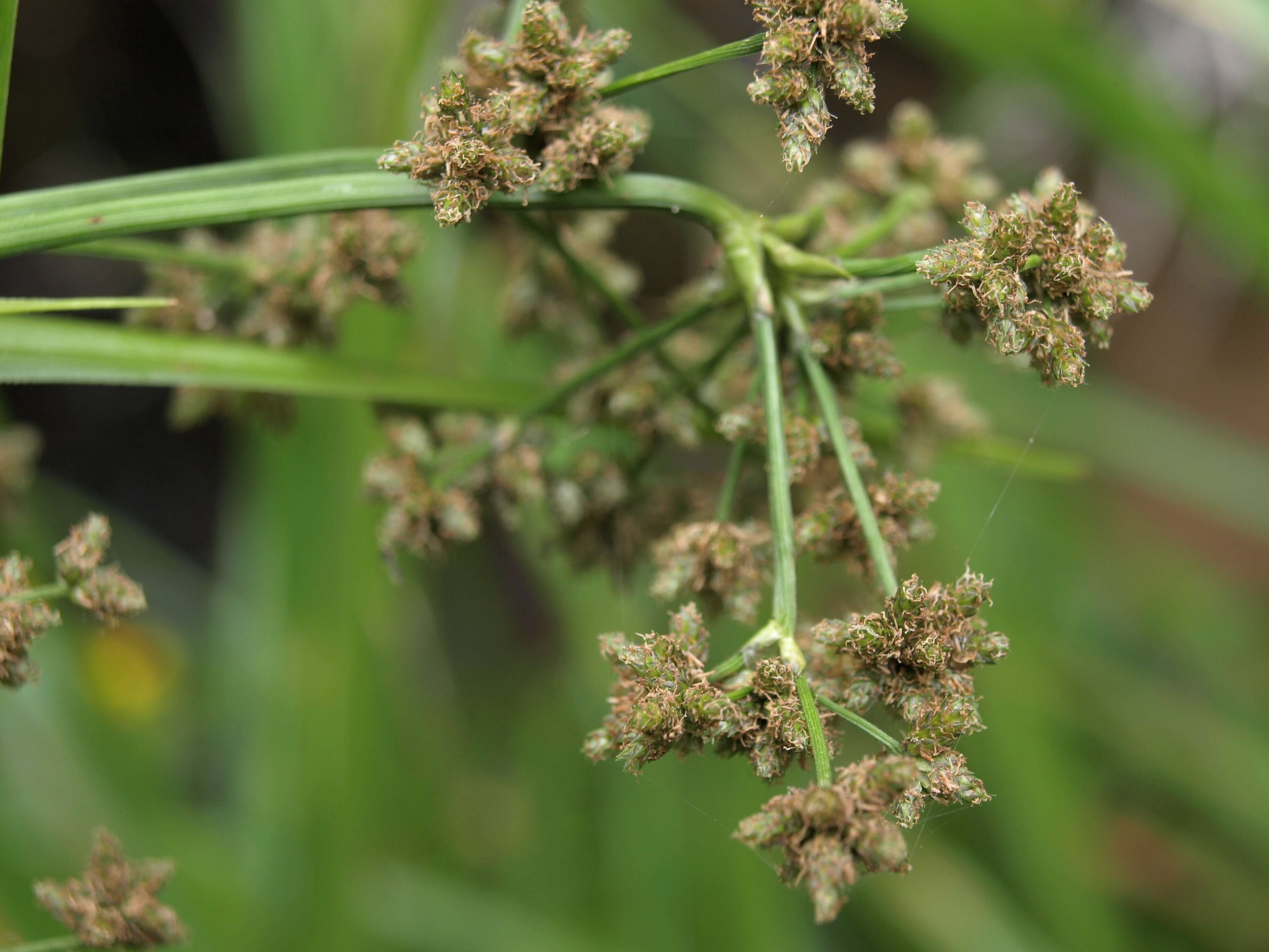 Image of panicled bulrush