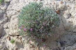 Image of Barr's milkvetch