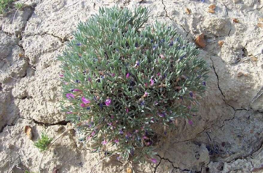 Image of Barr's milkvetch