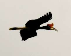 Image of Rhinoceros Hornbill