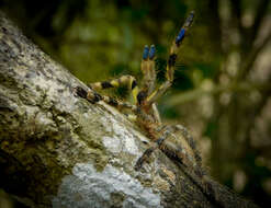 Image of Sri Lankan Ornamental Tarantula