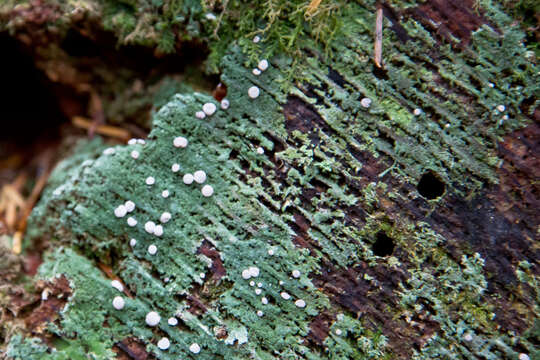 Image of peppermint drop lichen