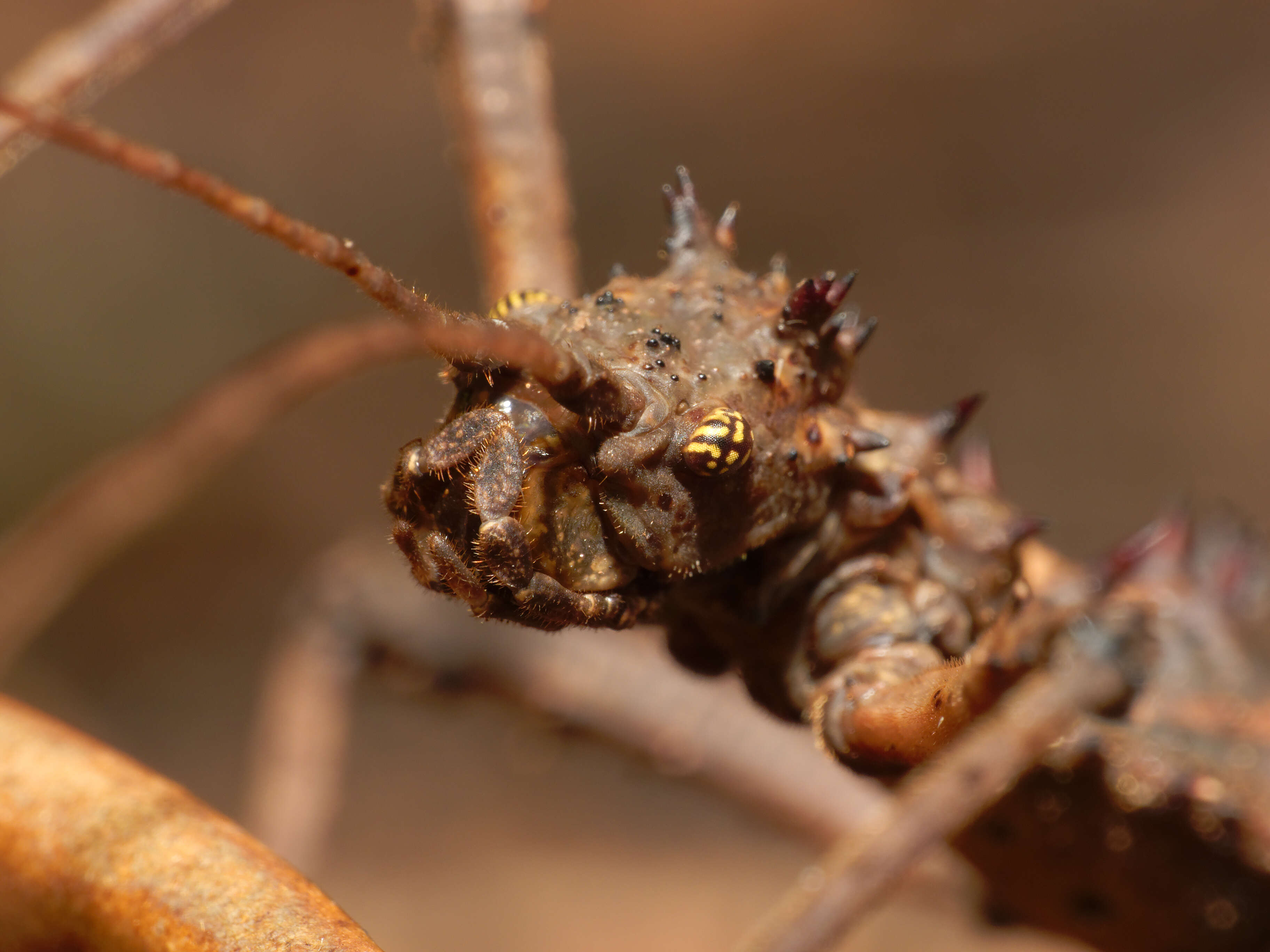 صورة Aretaon asperrimus (Redtenbacher 1906)