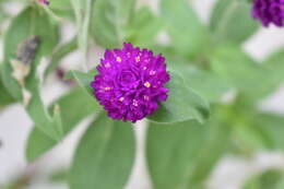 Image of Globe Amaranth