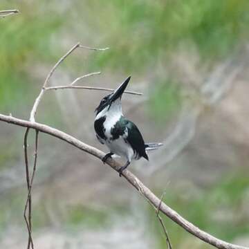 Image of Amazon Kingfisher