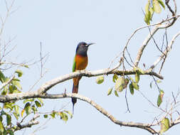 Image of Black-headed Bee-eater