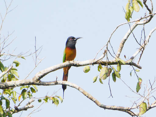 Image of Black-headed Bee-eater