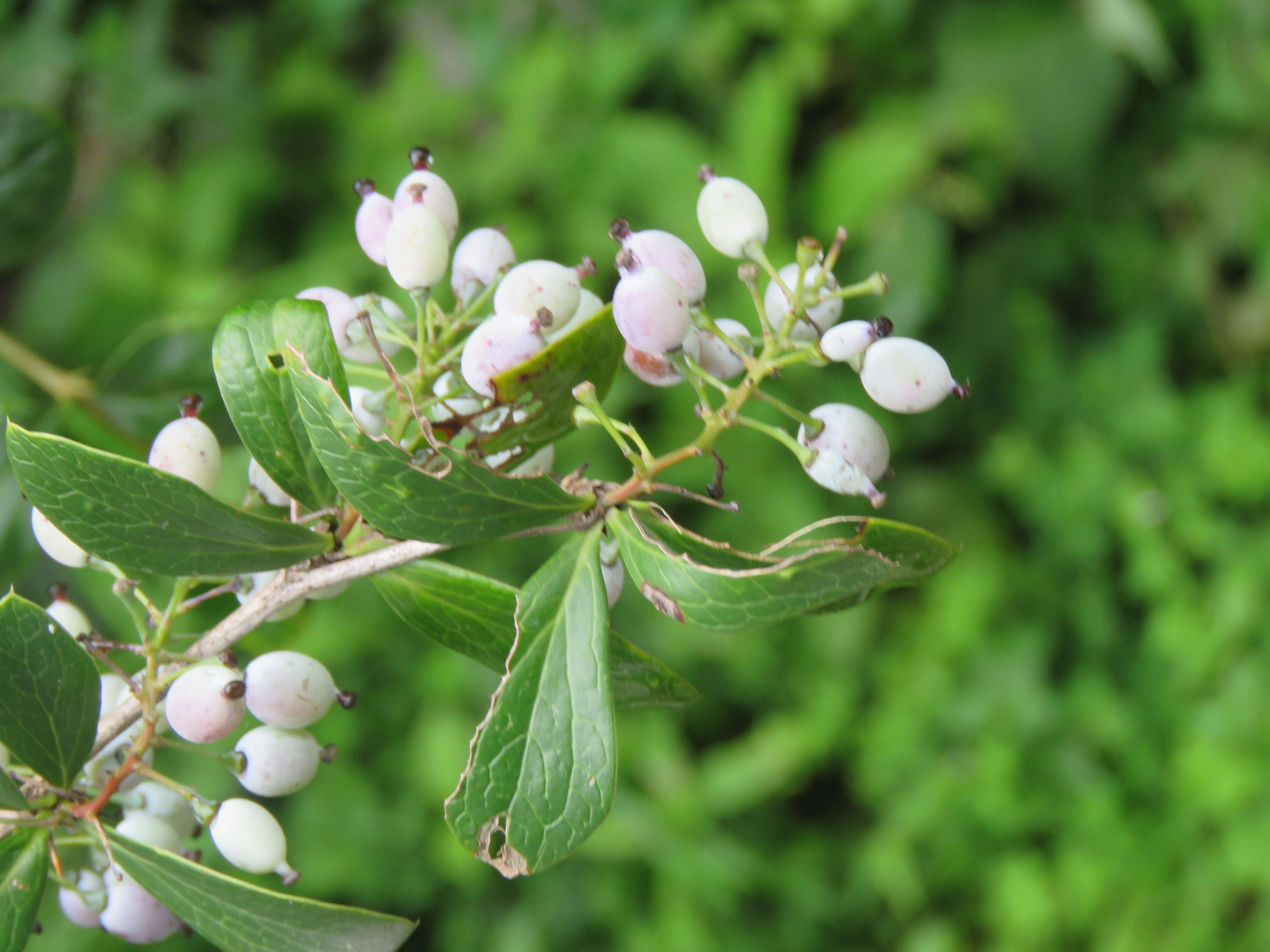 Image of Berberis aristata DC.