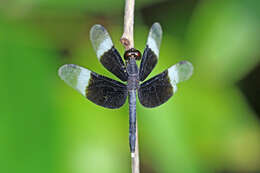 Image of Pied Paddy Skimmer