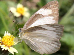 Image of Western Striped Albatross