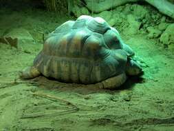 Image of Radiated Tortoise