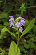 Image of helmet flower