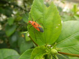 Image of <i>Dysdercus cingulatus</i>