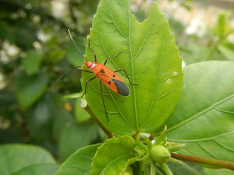 صورة <i>Dysdercus cingulatus</i>