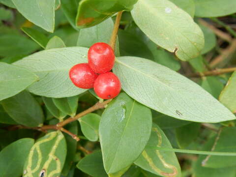 Image of Wikstroemia indica (L.) C. Meyer