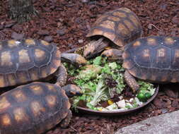 Image of Yellow-footed Tortoise