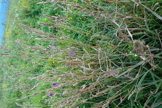 Image of Cocksfoot or Orchard Grass