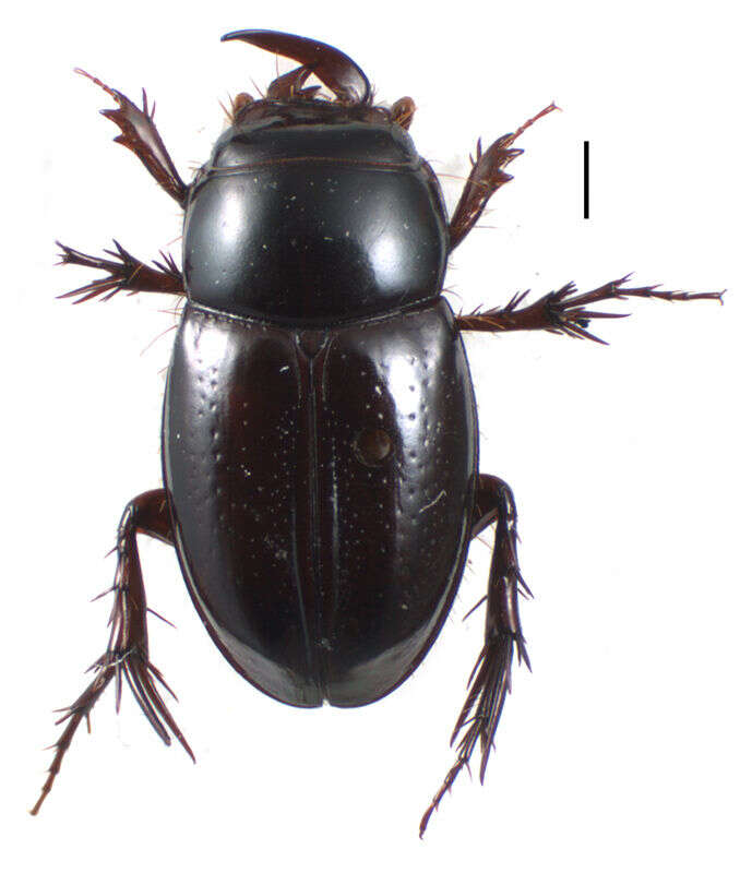 Image of Orphninae