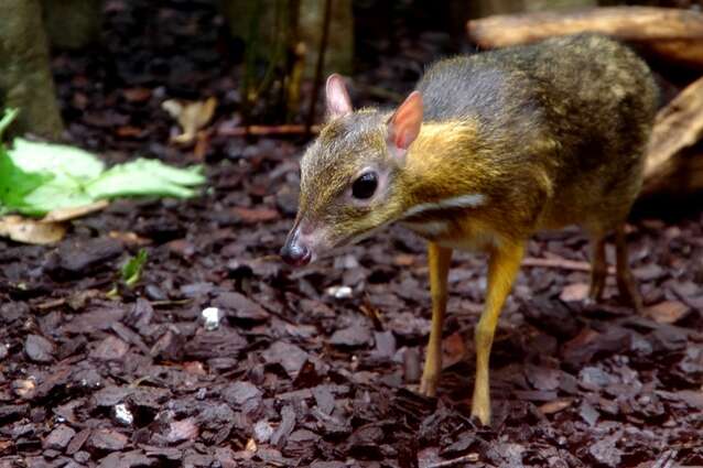 Image of Lesser Mouse-deer