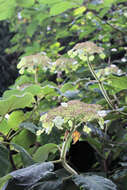 Image of Hydrangea aspera Buch.-Ham. ex D. Don