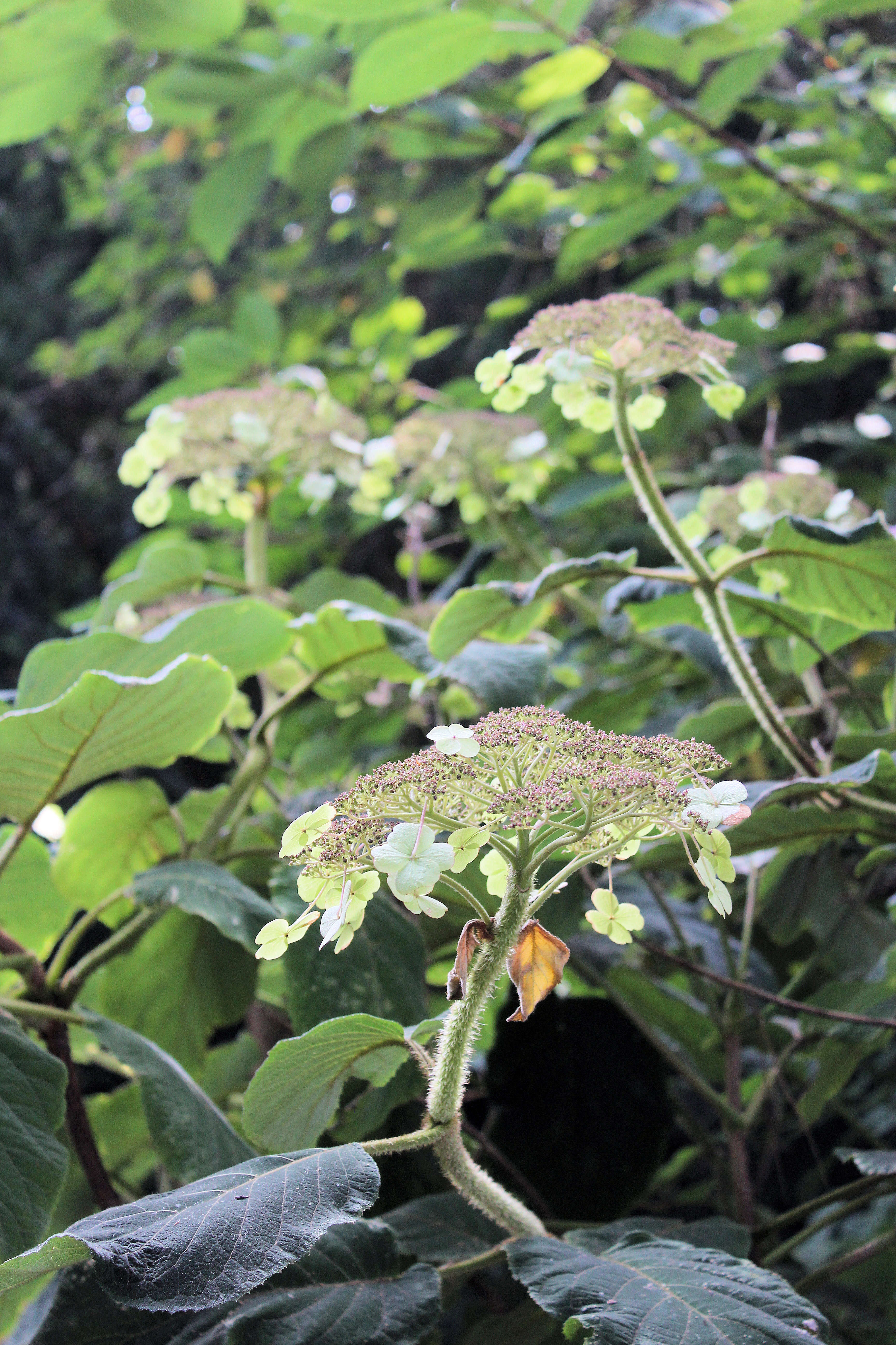 Sivun Hydrangea aspera Buch.-Ham. ex D. Don kuva