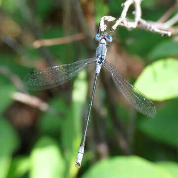 Image of Northern Spreadwing